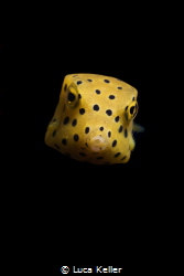 Juvenile Yellow Boxfish (Ostracion cubicum) against black... by Luca Keller 